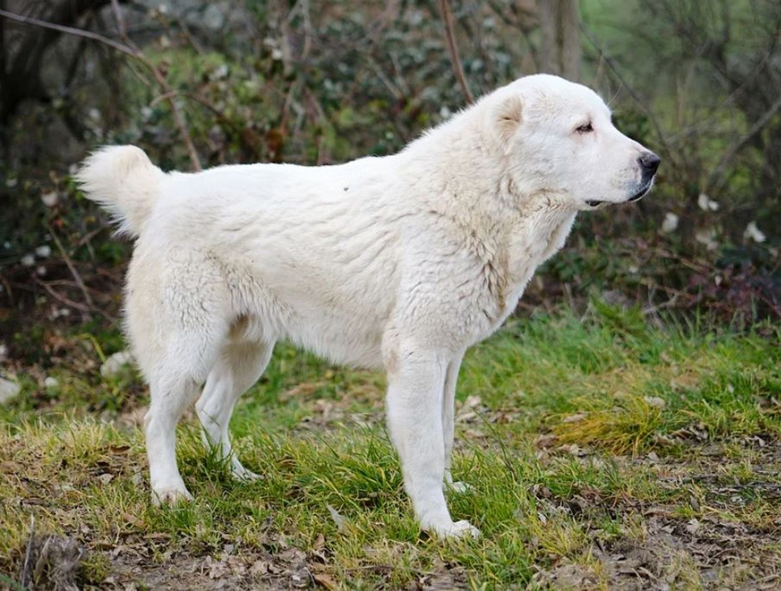 Ein weißer großer Hirtenhund der Rasse Mittelasiatischer Shäferhund steht seitlich zum Betrachter auf der Wiese und schaut aufmerksam nach rechts