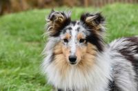 Junger Australian Shepherd schaut frontal in Kamera.jpg