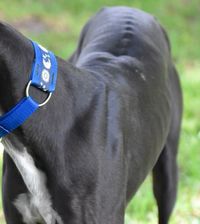 Schwarzer Windhund mit blauem Halsband und offenem Fang schaut nach links Ausschnitt.jpg