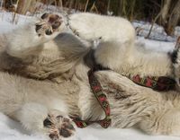 Husky liegt auf der Seite im Schnee und zeigt seinen Bauch Ausschnitt.jpg
