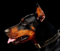 Dobermann mit heraushaengender Zunge seitlich aufgenommen.jpg