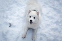 Ein junger weisser spitzartiger Hund liegt auf dem Schnee und schaut hoch zum Betrachter.jpg
