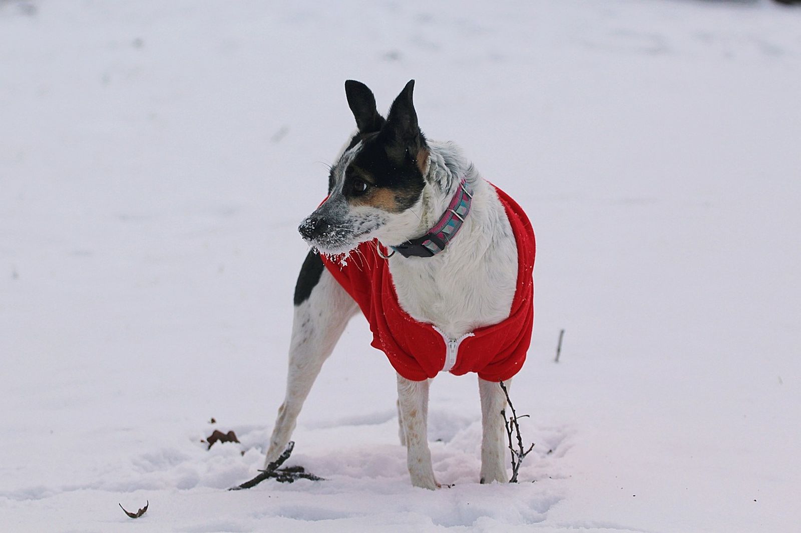 Ein weiss-braun-schwarzer Hund mit Halsband und rotem Hundeshirt steht im Schnee und schaut nach links