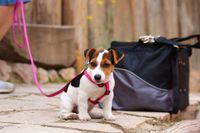 Jack Russell Terrier Welpe an pinker Leine sitzt auf dem Steinboden.jpg