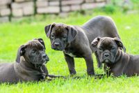 Drei braune Bulldoggen Welpen auf der Wiese.jpg