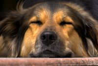 Schwarz brauner Hund mit geschlossenen Augen liegt mit dem Kopf auf dem Boden und wird in Nahaufnahme fotografiert.jpg