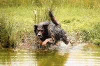 Ein Altdeutscher Schaeferhund springt in den See.jpg