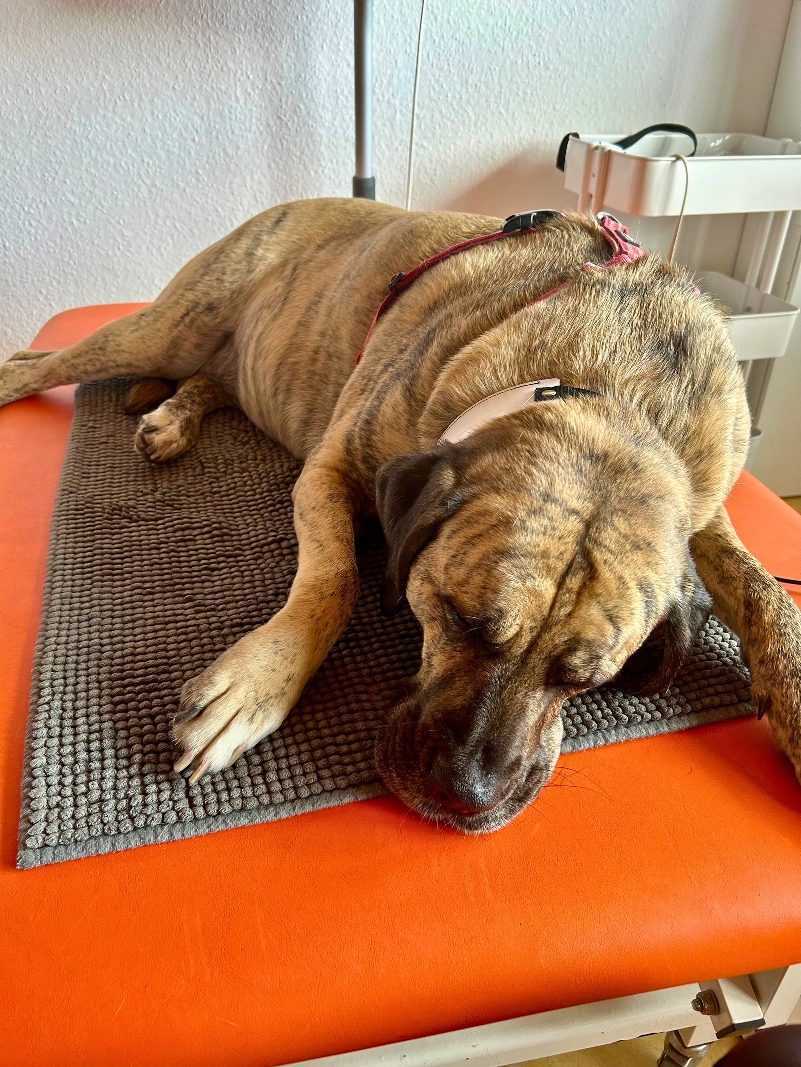 Ein hellbraun-schwarzer Hund liegt entspannt bei der Bioresonanztherapie auf einer Decke