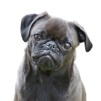Mops.png