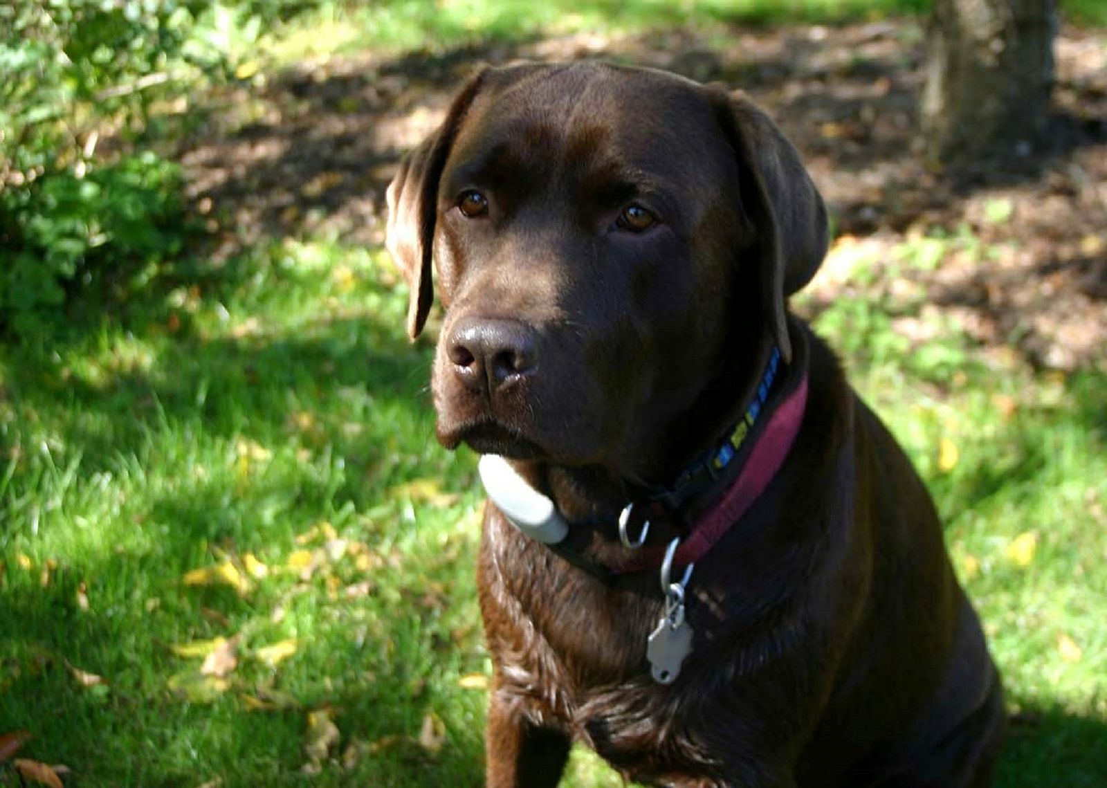 Ein Labrador Retriever mit Halsband und GPS Tracker sitzt auf der Wiese und schaut in die Ferne