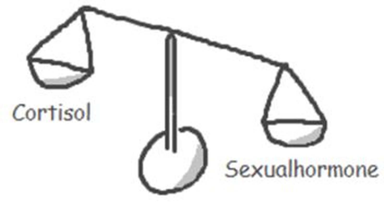 Schematische Darstellung des Stresshormons Cortisol mit den Sexualhomonen als Gegenspieler
