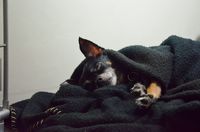 Kleiner Hund in Wolldecke eingepackt schlaeft.jpg