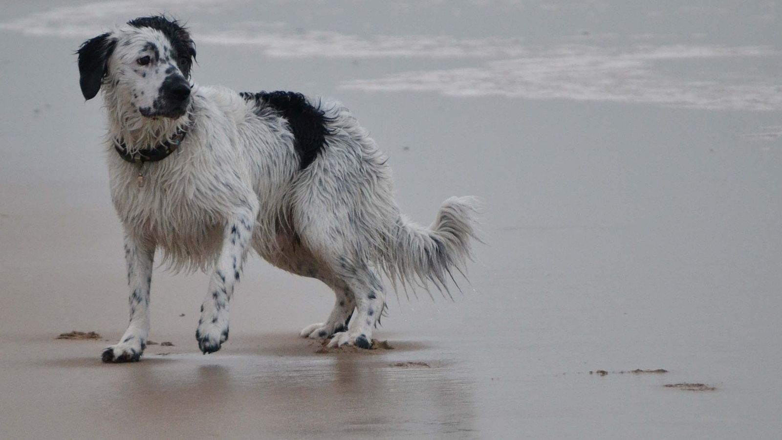 Ein schwarz-weisser und nasser Friesischer Vortstehhund Stabijhoun mit braunem Halsband am Strand schaut sich nach rechts um