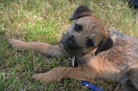 Ein Border Terrier liegt auf der Wiese und schaut in die Kamera.jpg