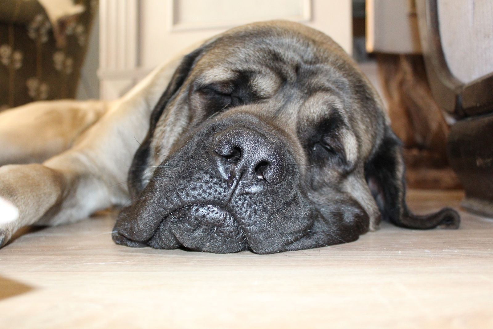 Ein riesiger Hund liegt mit dem gewaltigen Kopf auf dem Boden und schläft tief und fest.