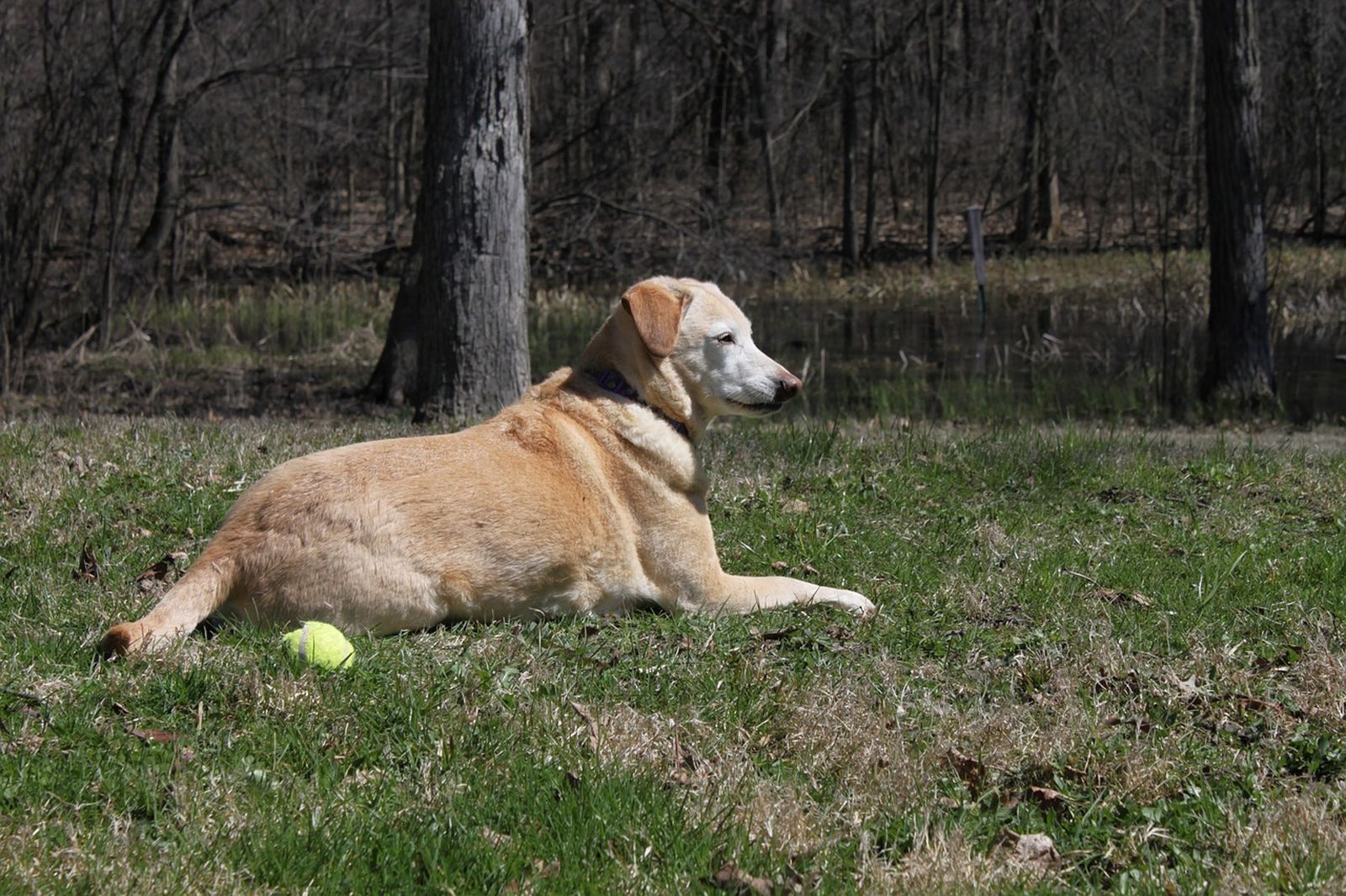 Ein älterer beiger Hund der Rasse Labrador Retriever liegt auf einer Wiese neben einem Tennisball und schaut aufmerksam nach rechts in die Ferne