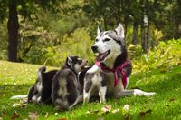 Husky Huendin mit Welpen auf der Wiese.jpg