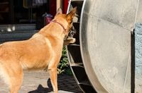 Belgischer Schaeferhund steht vor einem Muehlrad und greift mit der Pfote rein.jpg