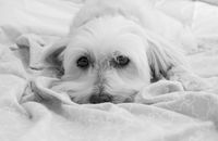 Weisser Hund liegt traurig auf der Decke und schaut den Betrachter an Foto in schwarz weiss.jpg