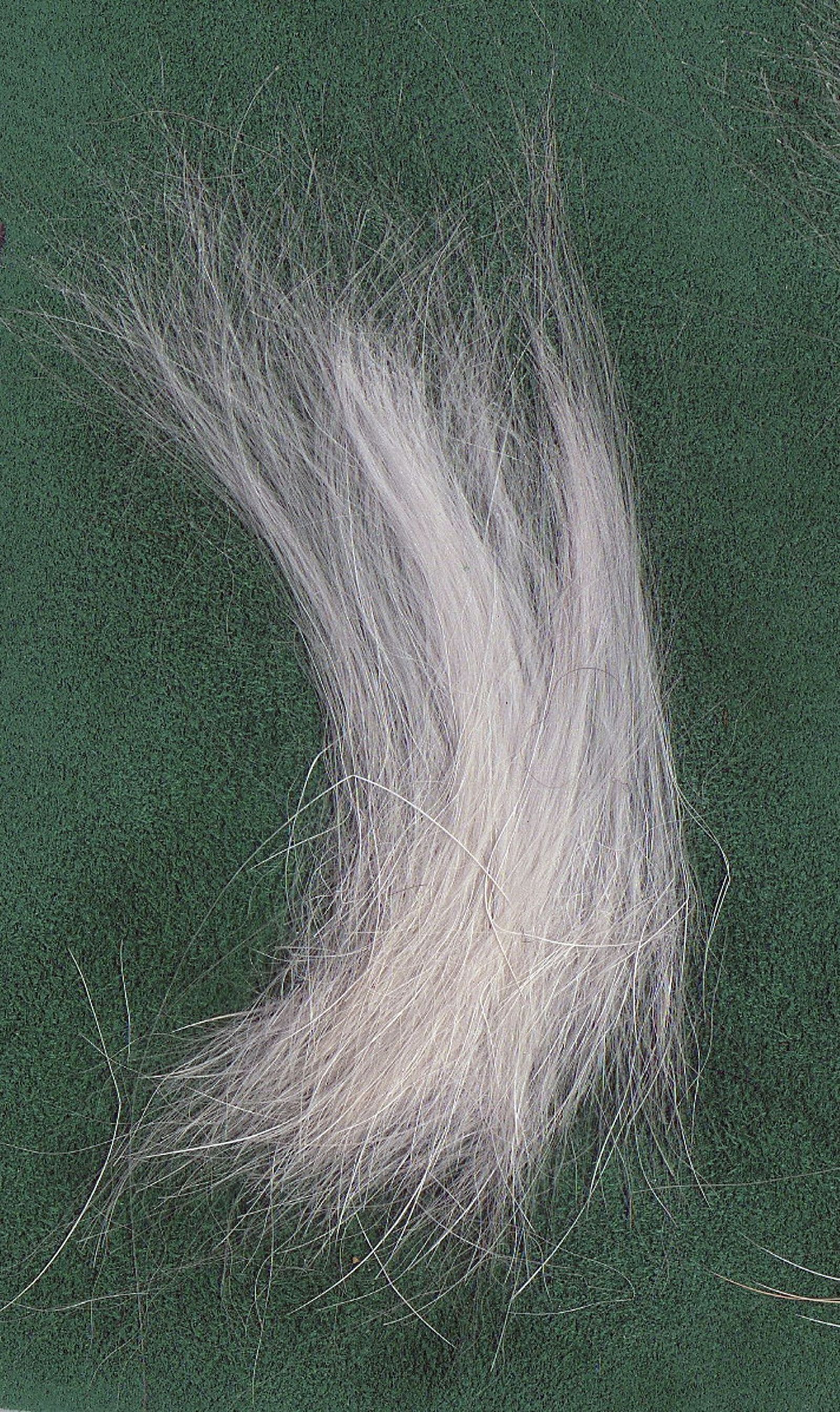 Weisses Haar vom West Highland White Terrier auf grünem Untergrund in Nahaufnahme