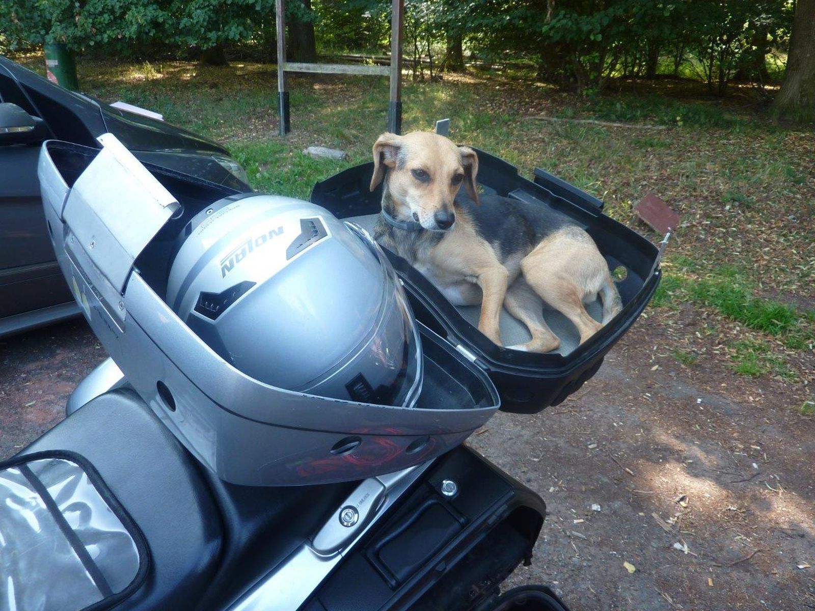 Ein braun-grauer kleiner Hund liegt eingerollt in einer offenen Hundebox auf dem Gepäcktträger eines Motorrads