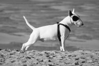 Weisser Pitbull Terrier mit schwarzem Fleck am Auge steht am Strand seitlich zur Kamera.jpg