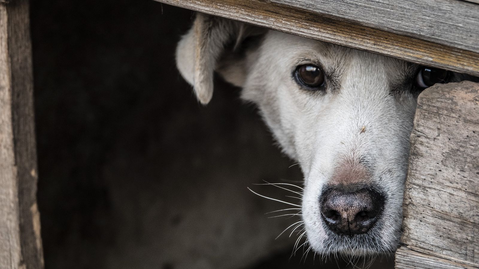 Ein weißer Hund schaut verängstigt aus einer Holzhütte nach draußen