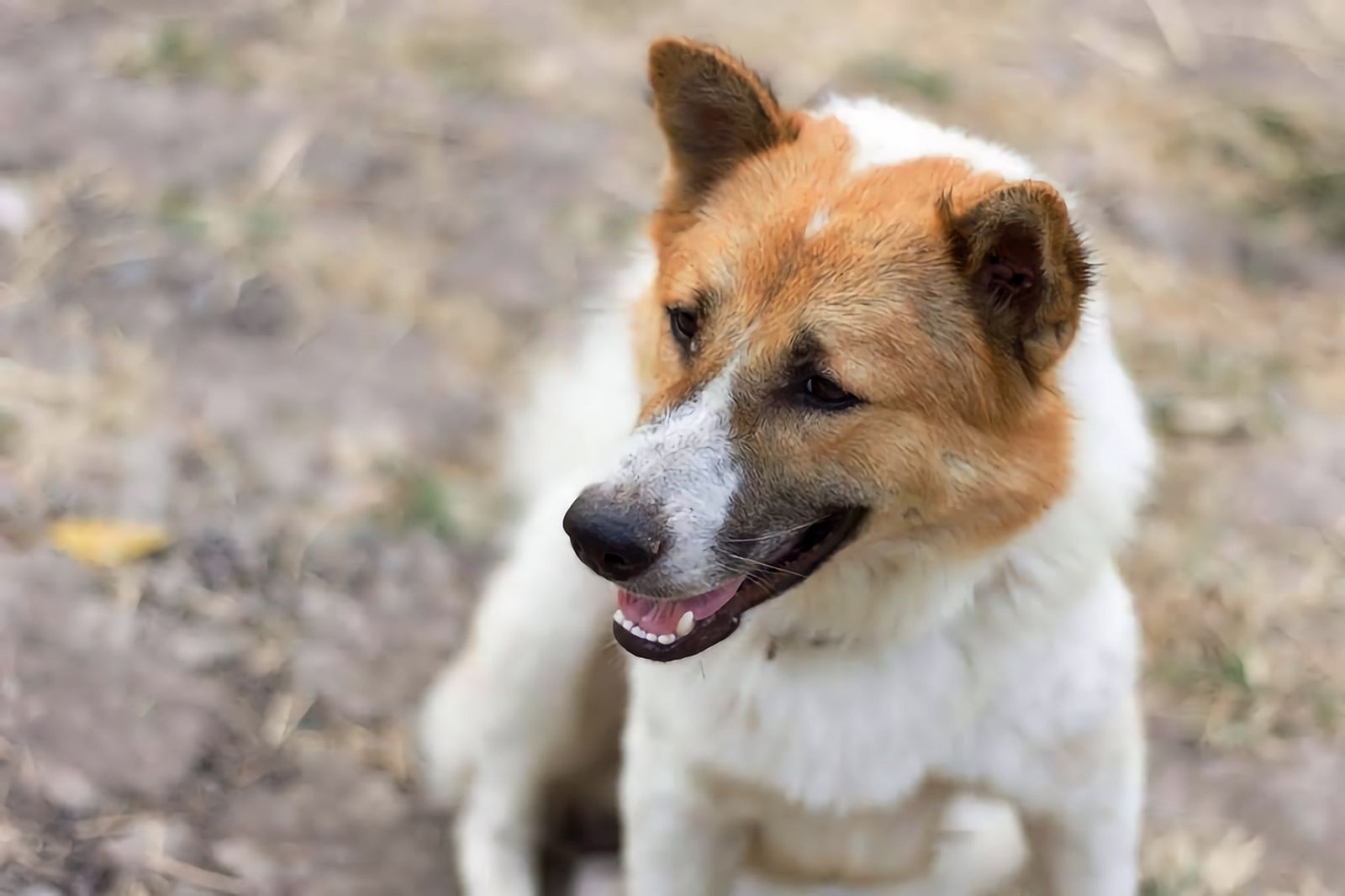 Ein weiss-brauner Hund der seinen Kopf leicht nach links dreht von oben in Nahaufnahme abfotografiert.
