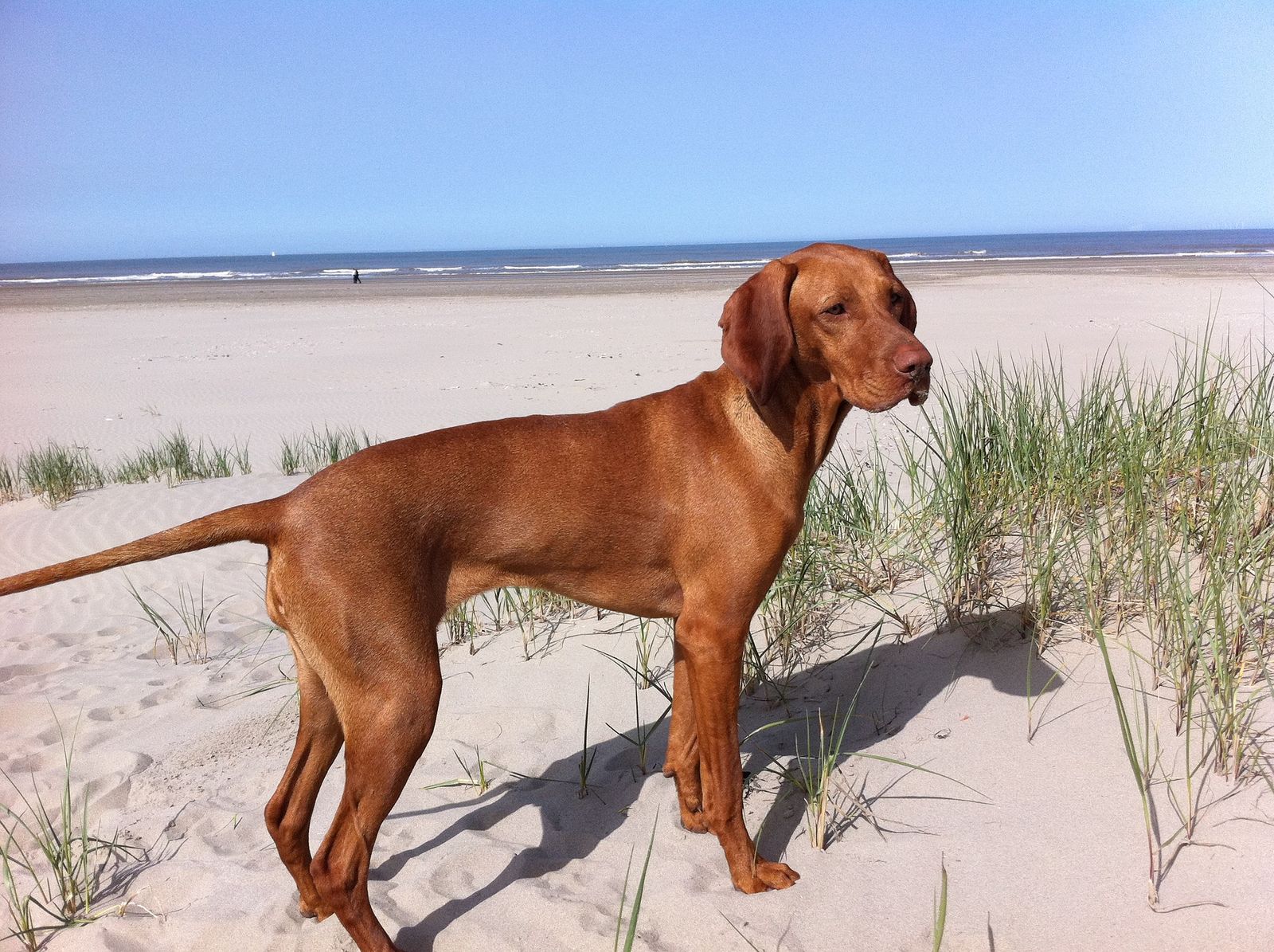Ein rotbrauner Hund der Rasse Magyar Vizsla steht seitlich zum Betrachter am Strand vor dem Meer und schaut leicht nach rechts in die Ferne.