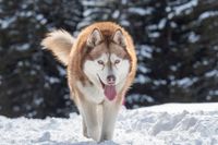 Kanadischer Eskimohund laeuft im Schnee auf den Betrachter zu.jpg