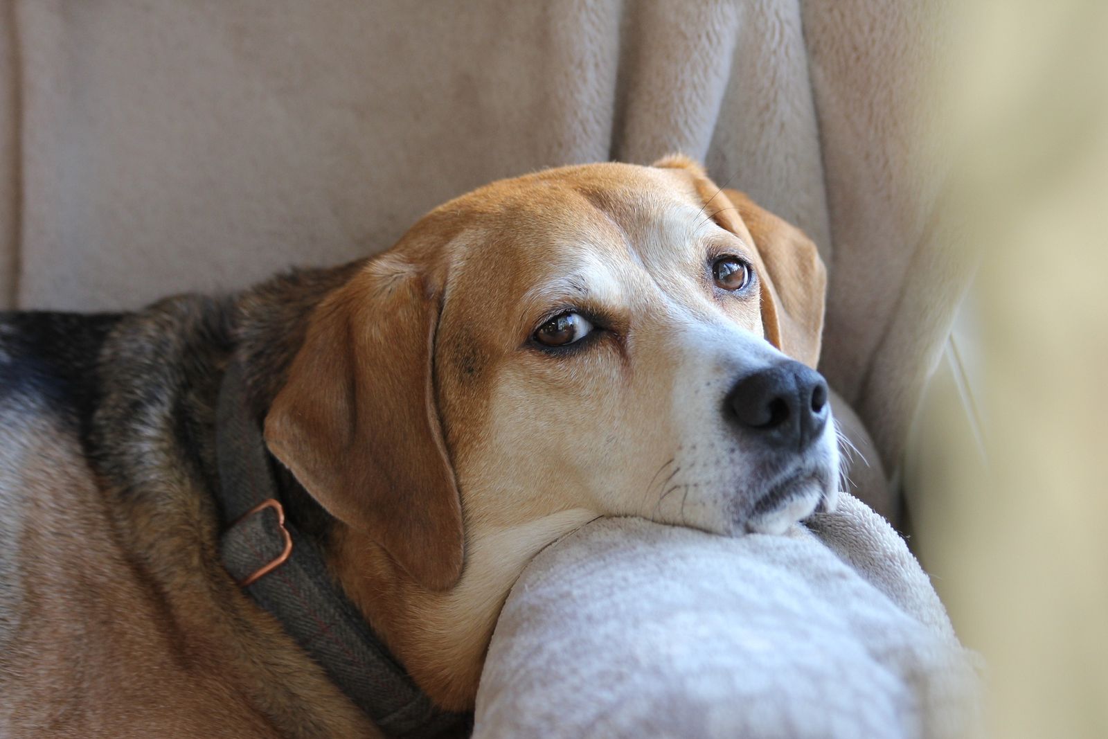 Ein alter Beagle liegt entspannt mit dem Kopf auf dem hellen Sofa und schaut zum Betrachter