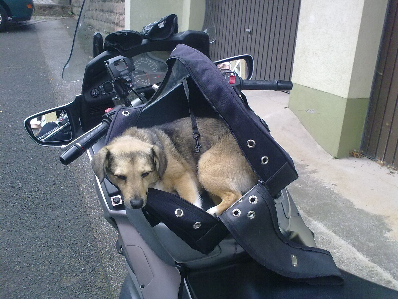 Ein junger braun schwarzer Hund liegt in einem Tankrucksack auf dem Tank des Motorrads dass auf der Strasse steht