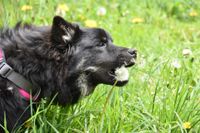 Schwarz grauer Mischling auf Wiese frisst etwas.jpg