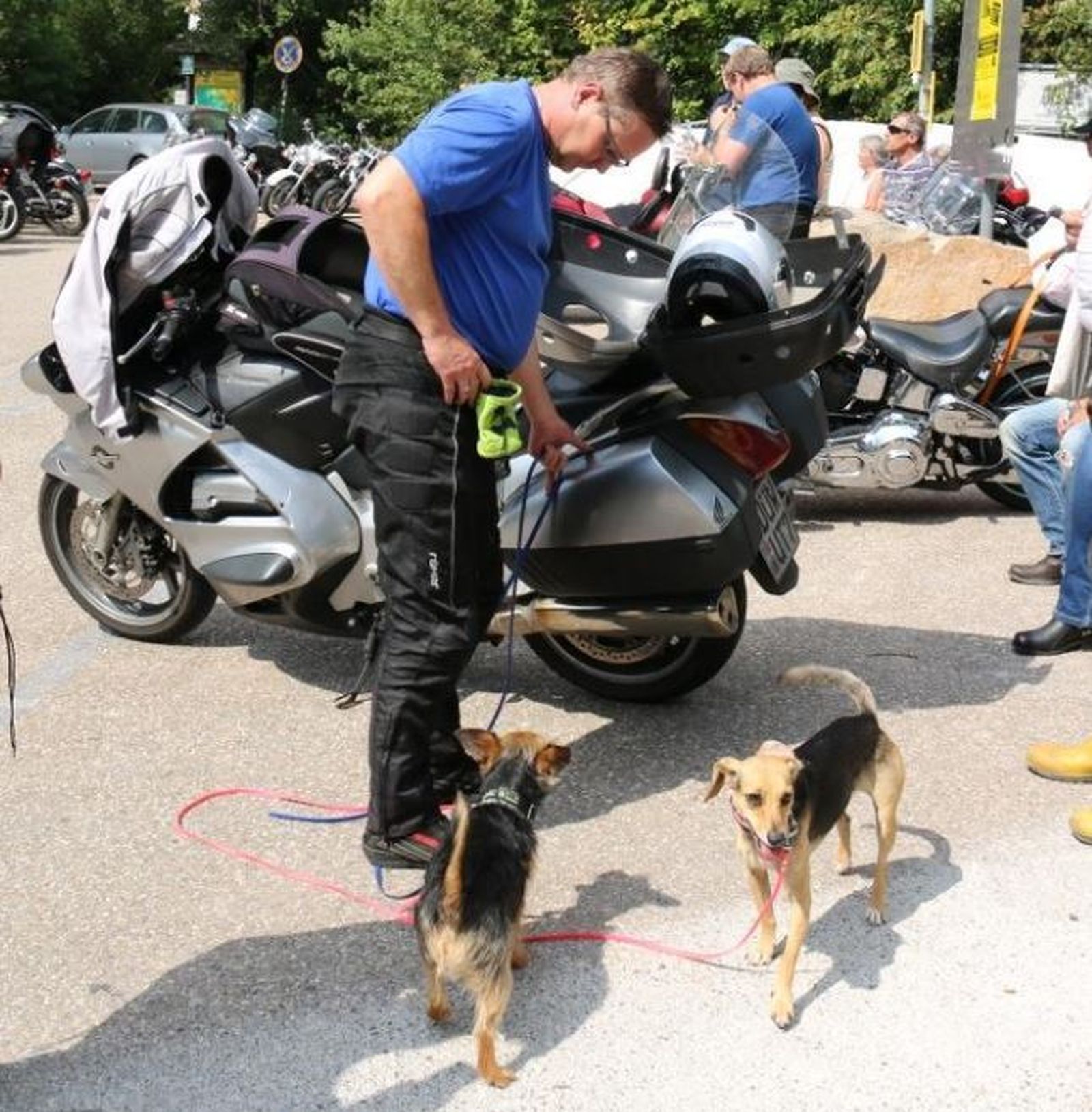 Ein Motorradfahrer steht neben seinem silberfarbenen Motorrad und hat zwei braun-schwarze Hunde an der Leine und macht Rast