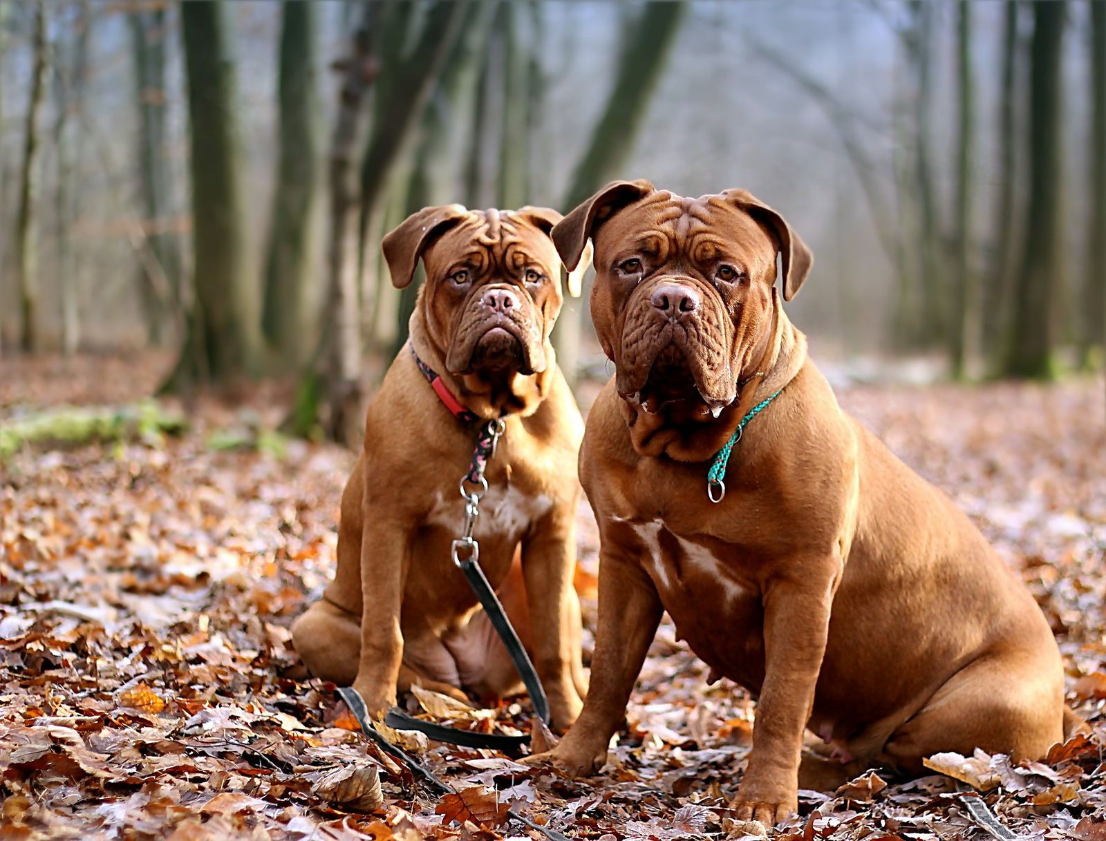 Zwei Bordeauxdoggen mit Halsband sitzen hintereinander im Wald auf dem Laubboden und schauen zum Betrachter