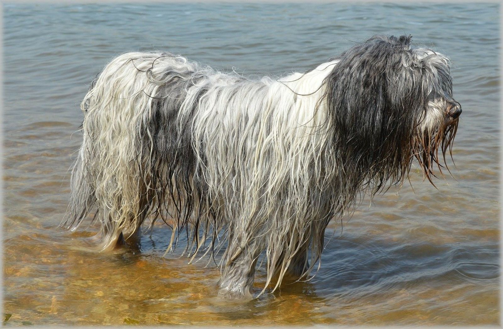 Ein schwarz-weißer Hund mit zottelligen nassen Fell steht seitlich im Wasser und schaut nach rechts in die Ferne 
