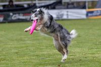 Ein Australian Shepherd mit einer lila Frisbee im Maul auf dem Hundeplatz beim Dog Frisbee.jpg