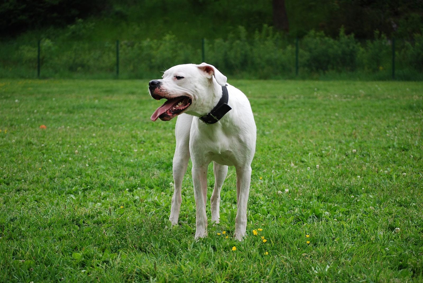 Eine weiße Argentinische Dogge mit schwarzem Halsband steht auf eine Wiese mit offenem Maul und heraushägender Zunge und schaut nach links