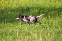 Braun weisser Jagdhund mit Plastikente.jpg