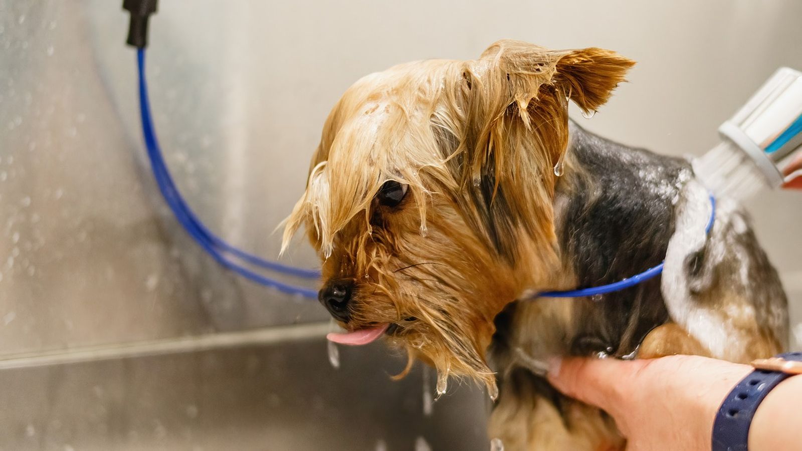 Ein Yorkshire Terrier an einer lila Spezialleine sitzt in einer Badewanne beim Hundefriseur und wird abgeduscht