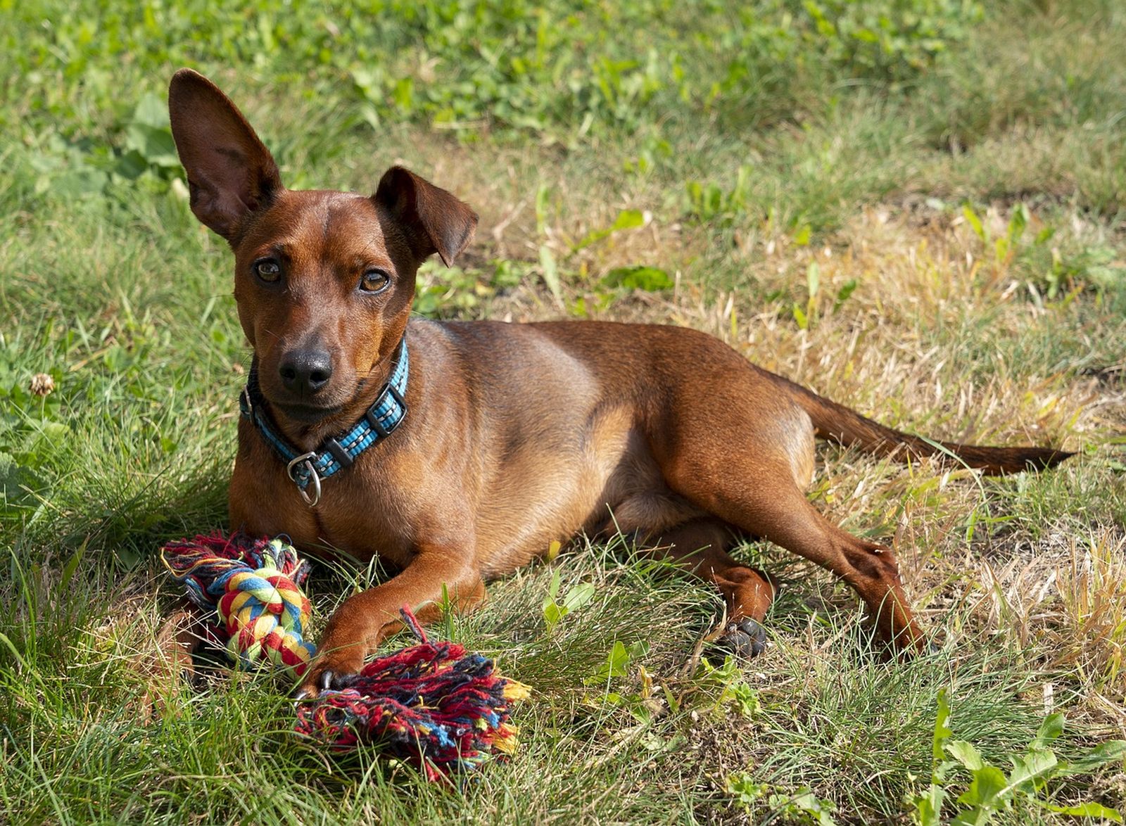 Ein rotbrauner Zwergpinscher Hund mit einem blauen Halsband liegt auf der Wiese mit einem Spielgerät und schaut konzentriert den Betrachter an