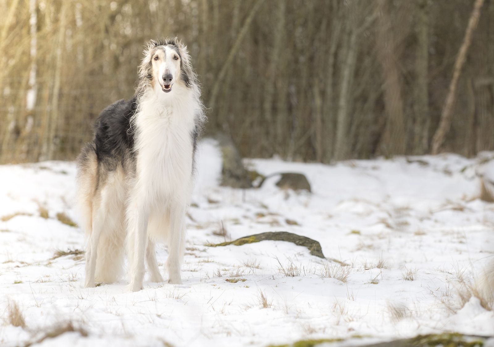Ein weiß-grauer langhaariger Windhund steht im Profil auf dem schneebedeckten Boden vor einem Wald und schaut konzentriert auf den Betrachter