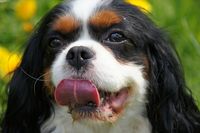 Ein Cavalier King Charles in Nahaufnahme leckt sich die Schnauze.jpg