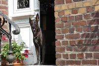Brauner Hund steht im Hauseingang und schaut in die Kamera.jpg