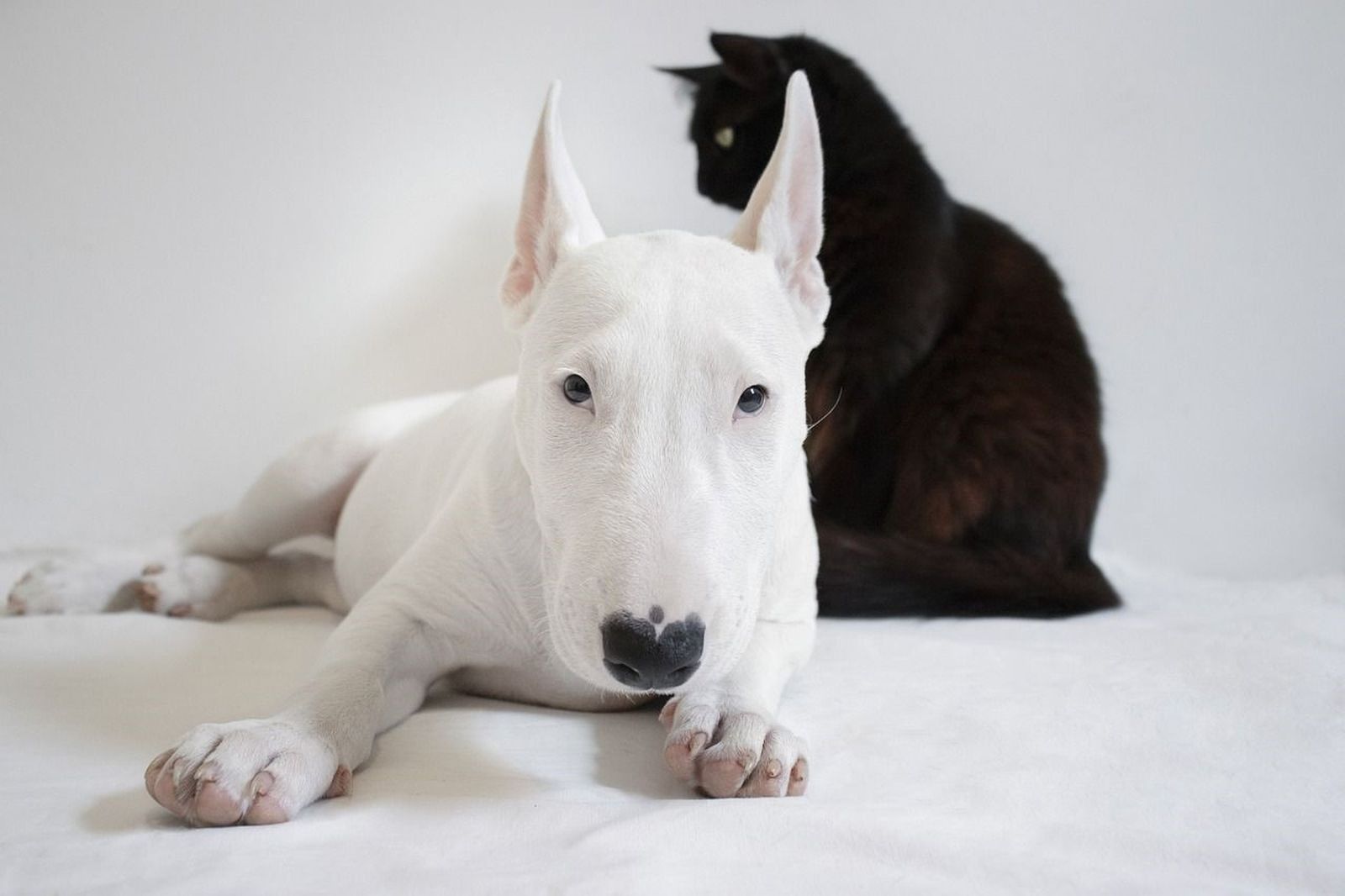 Ein Teißer Bull Terrier mit schwarzer Nase liegt auf einem weißen Tuch vor weißen Hintergrund mit einer schwarzen Katze dahinter und schaut den Betrachter an