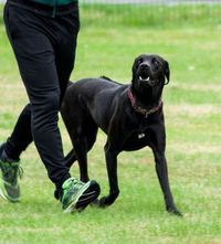 Schwarzer Hund beim Hundesport mit Mann im Trainingsanzug Ausschnitt.jpg