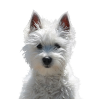 West Highland White Terrier.png