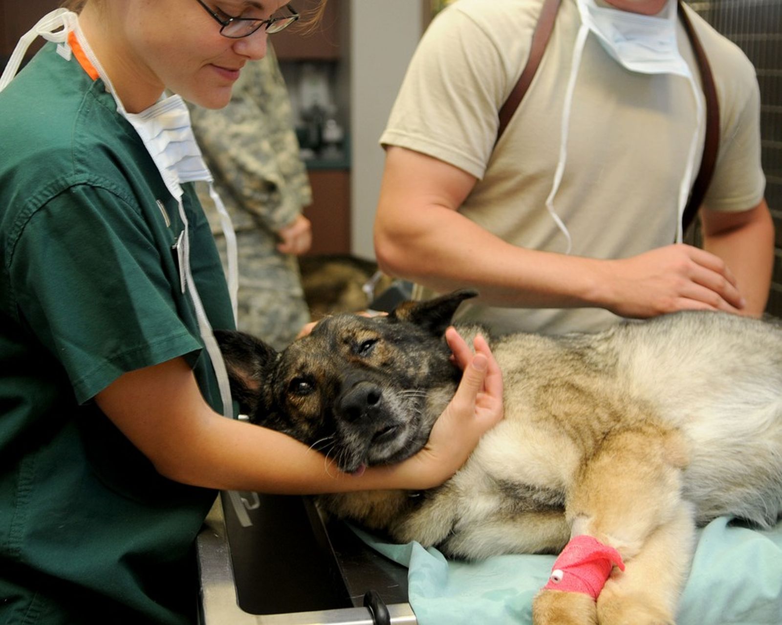 Ein Hund mit Kanüle am Arm wird von einer OP-Schwester mit grünen OP-Klamotten am Kopf berührt und ein Arzt steht daneben