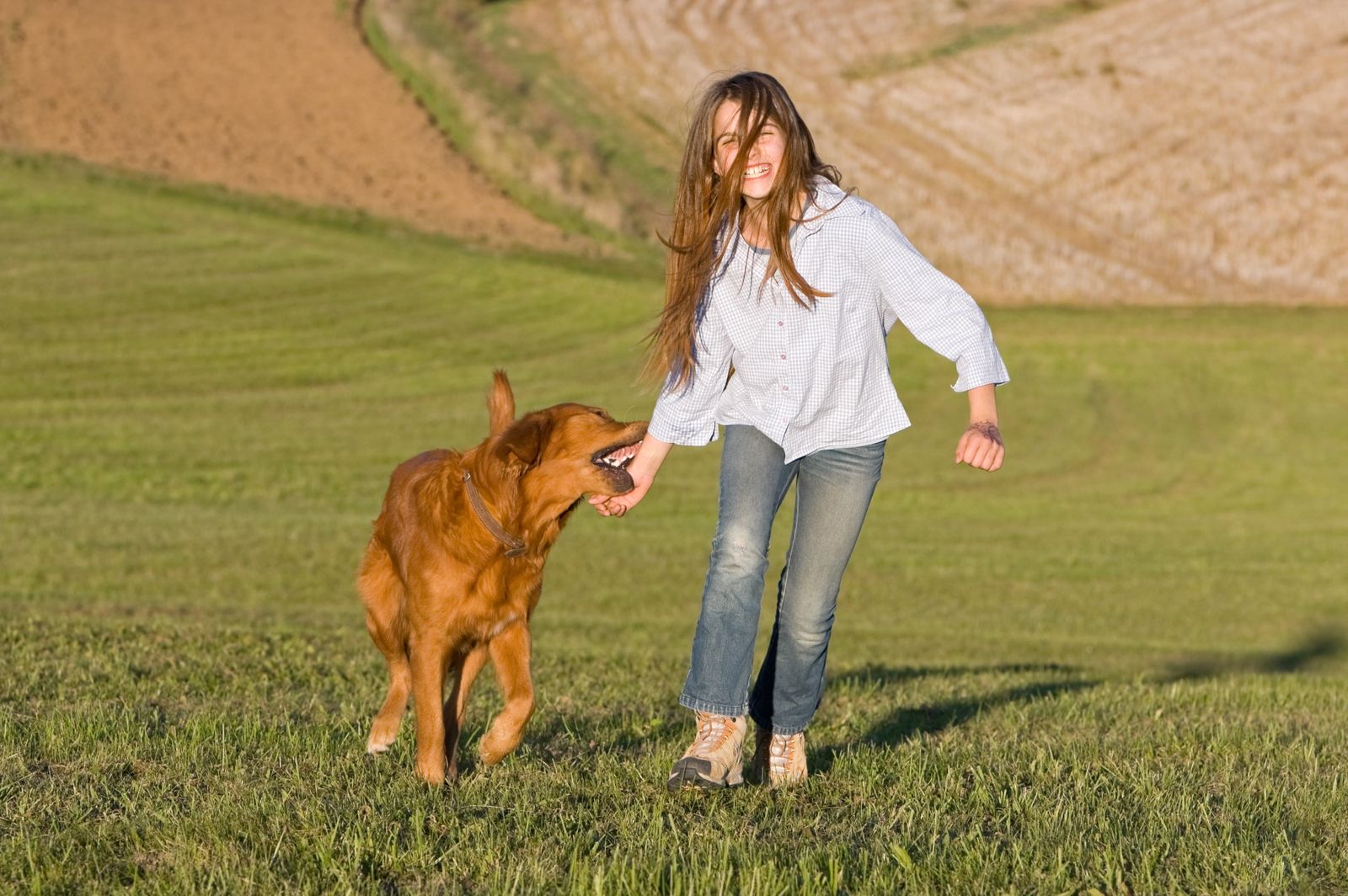 Ein junges Mädchen mit langen braunen Haaren, Jeans und blauer Bluse geht auf einer Wiese in Richtung Betrachter und ein brauner Hund beißt ihr in den rechten Arm