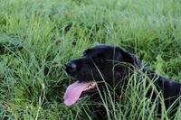 Schwarzer Labrador Retriever liegt im Gras und hechelt stark.jpg
